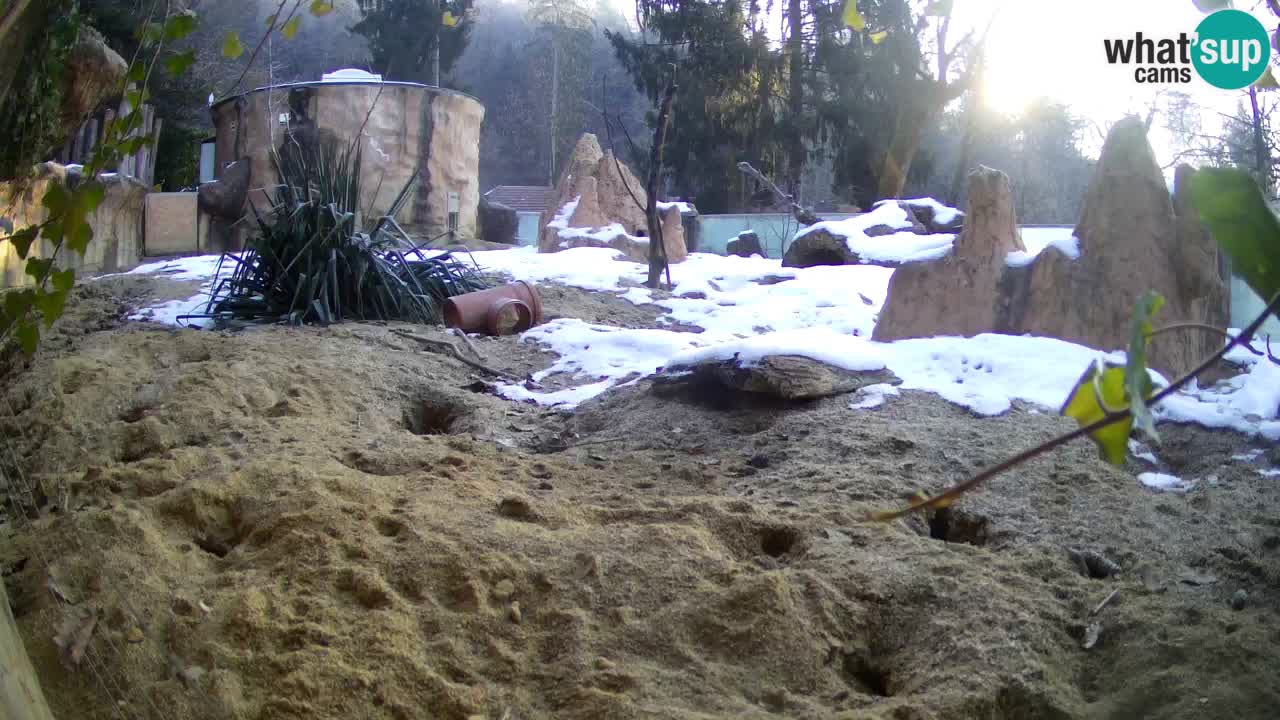 Zoo Ljubljana – Live webcam Meerkat (Suricata)