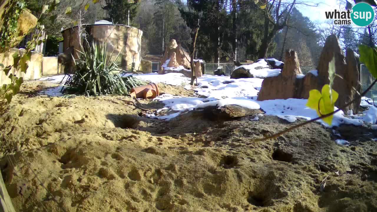 Zoo Ljubljana – Live webcam Meerkat (Suricata)