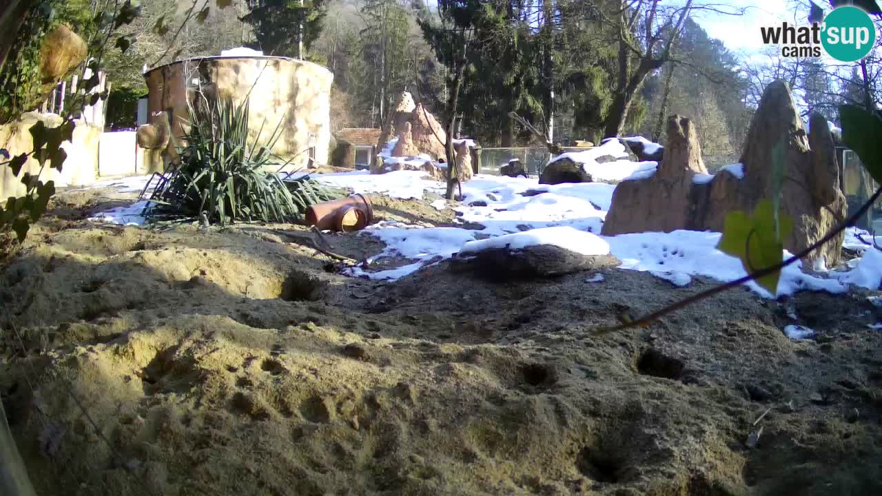 Zoo Ljubljana – Live webcam Meerkat (Suricata)