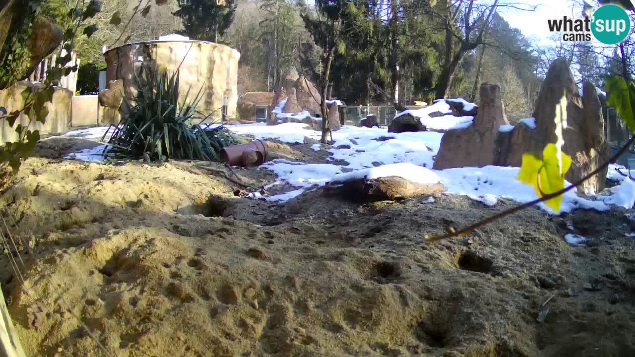 Zoo Ljubljana – Live webcam Meerkat (Suricata)