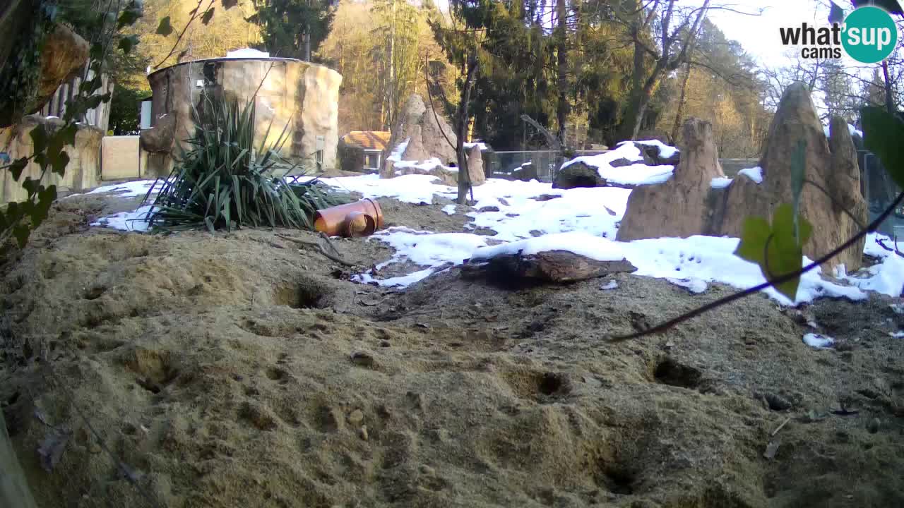 Zoo Ljubljana – Live webcam Meerkat (Suricata)