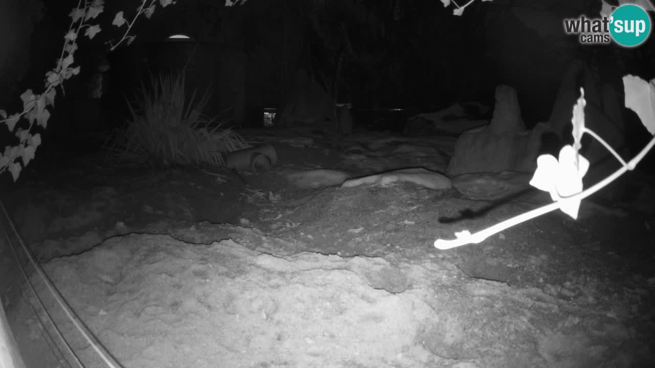 Zoo Ljubljana – Live webcam Meerkat (Suricata)