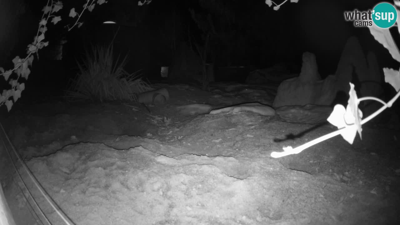 Zoo Ljubljana – Live webcam Meerkat (Suricata)