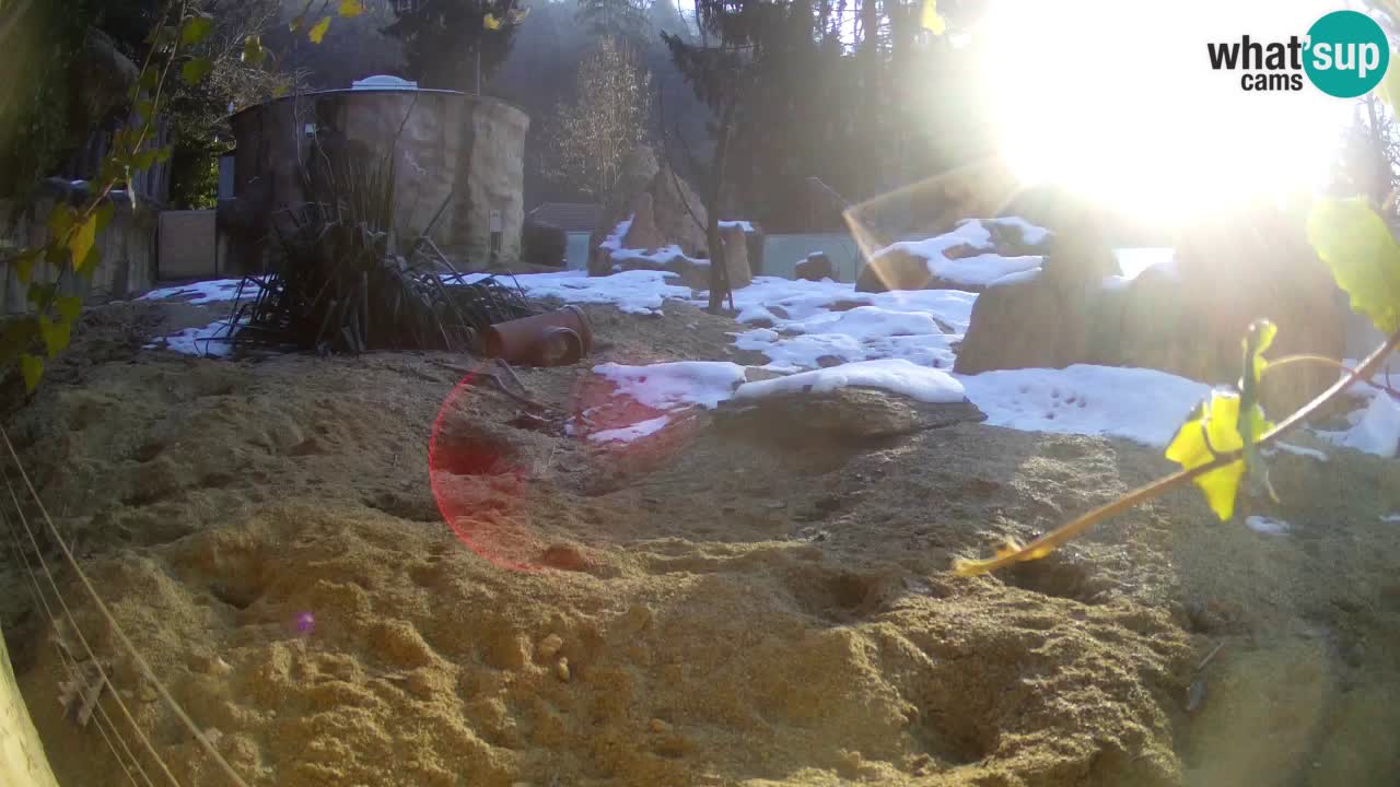 Webcam Zoo Ljubljana – Suricate