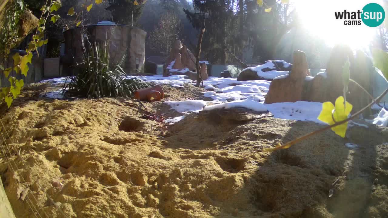 Live cam Zoo Ljubljana – Erdmännchen