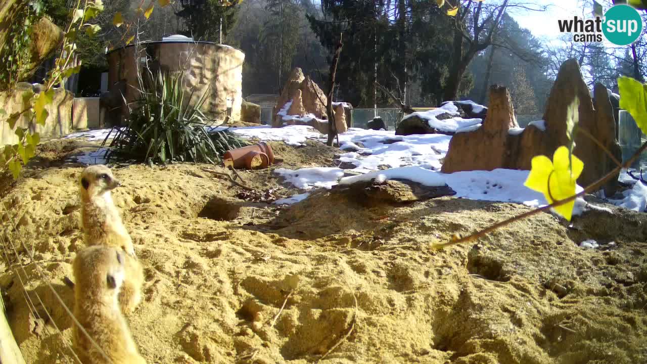 Webcam Zoo Ljubljana – Suricate