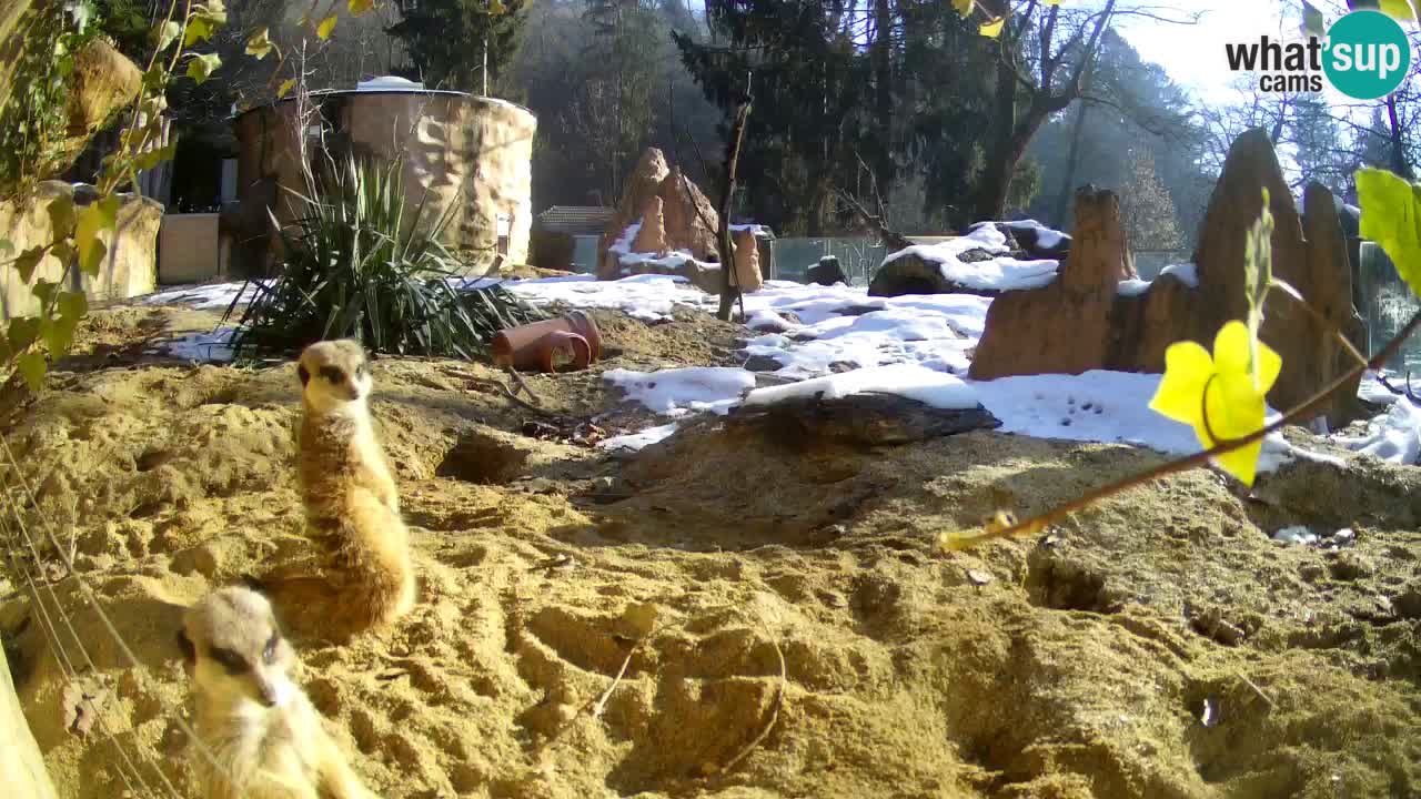 Live cam Zoo Ljubljana – Erdmännchen