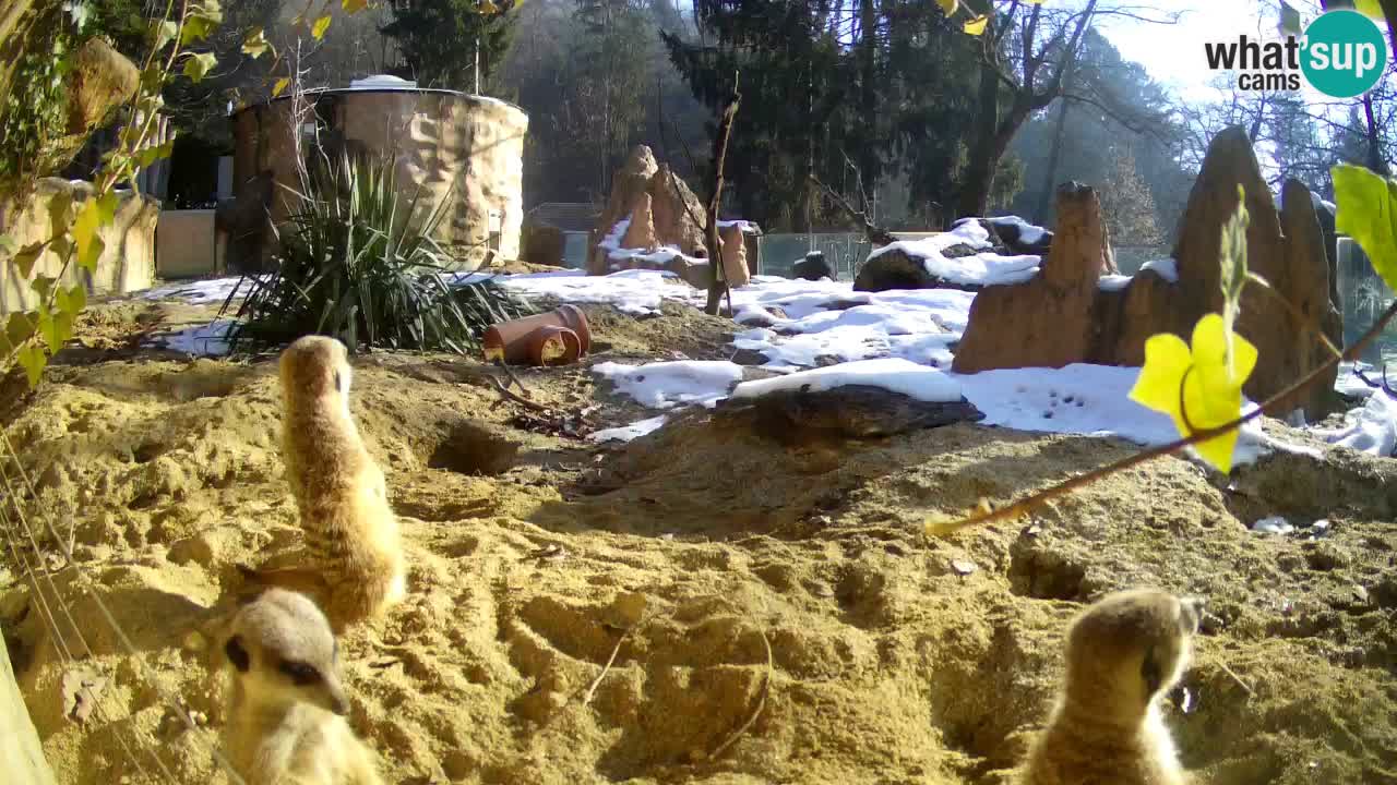 Live cam Zoo Ljubljana – Erdmännchen