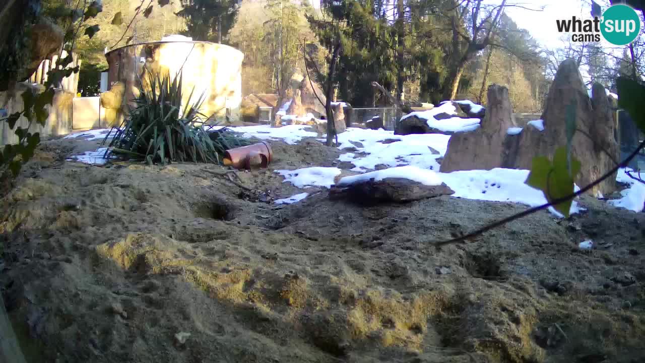 Live cam Zoo Ljubljana – Erdmännchen