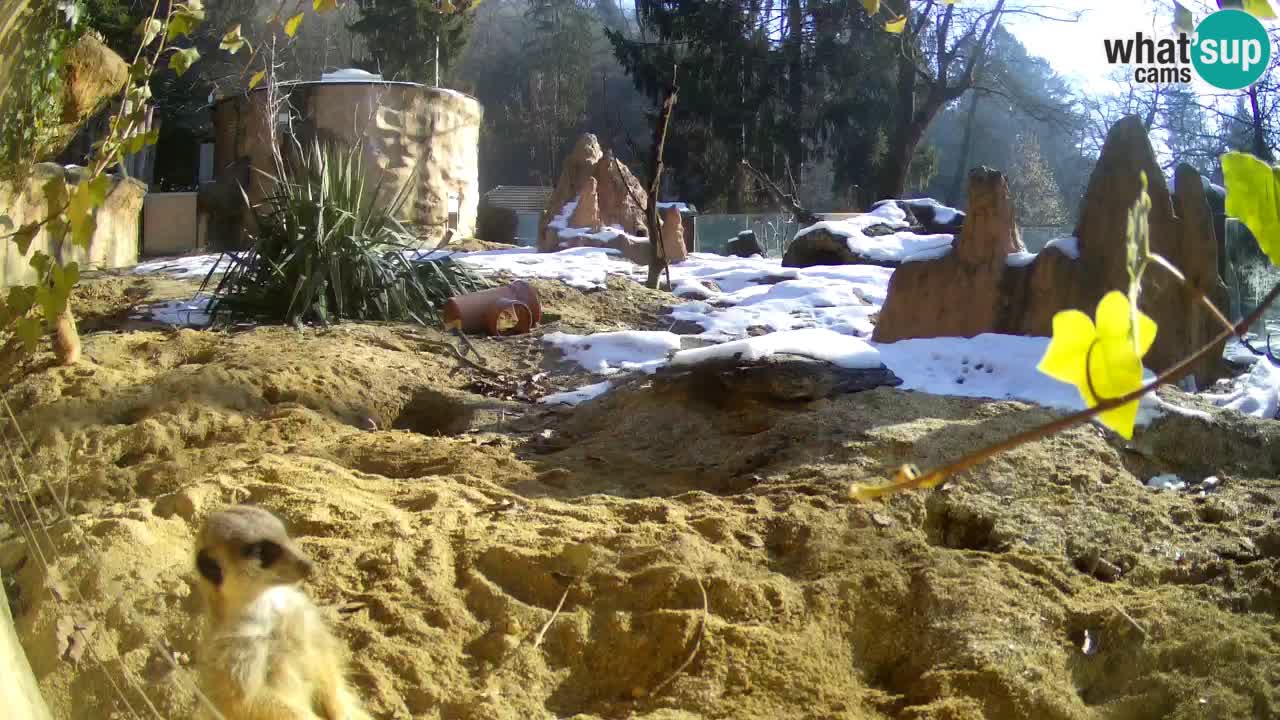 Zoo Ljubljana – Live webcam Meerkat (Suricata)