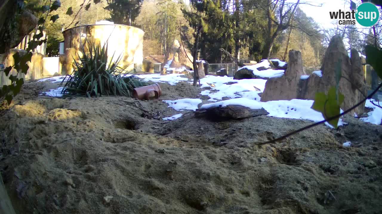 Live cam Zoo Ljubljana – Erdmännchen