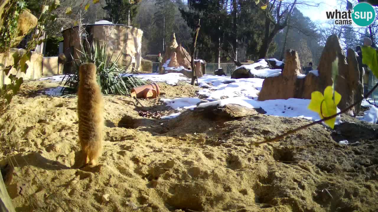 Webcam Zoo Ljubljana – Suricate