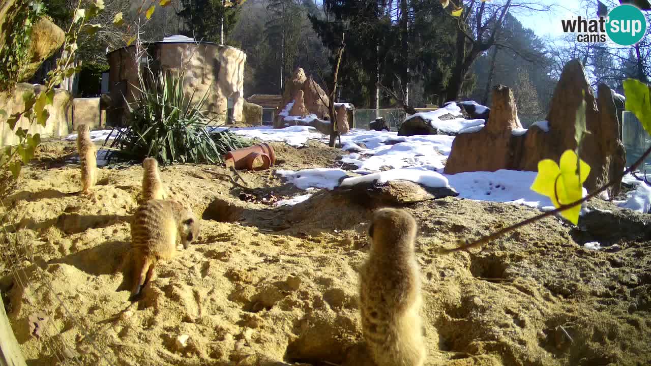 Live cam Zoo Ljubljana – Erdmännchen