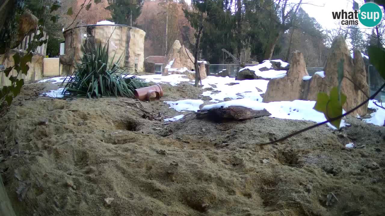 Zoo Ljubljana – Live webcam Meerkat (Suricata)