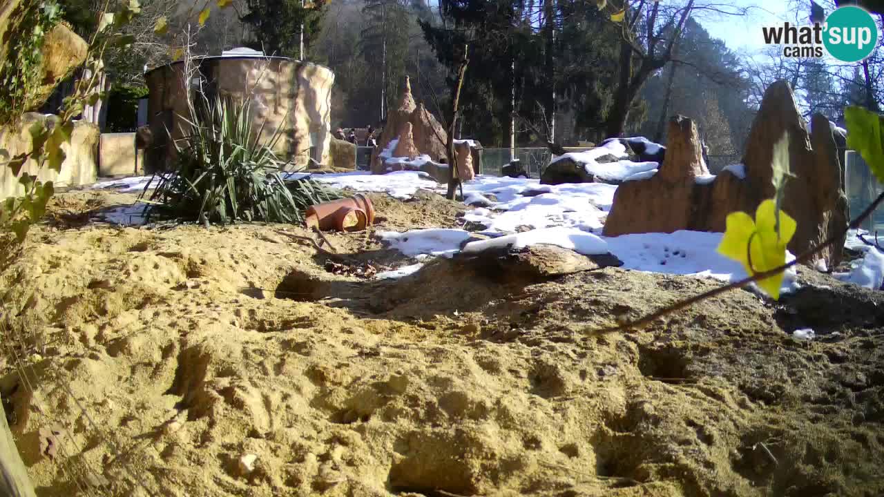 Live cam Zoo Ljubljana – Erdmännchen