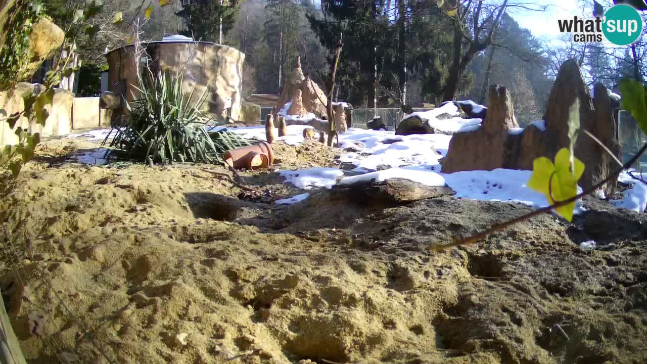 Webcam Zoo Ljubljana – Suricate