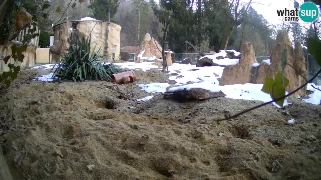 Live cam Zoo Ljubljana – Erdmännchen