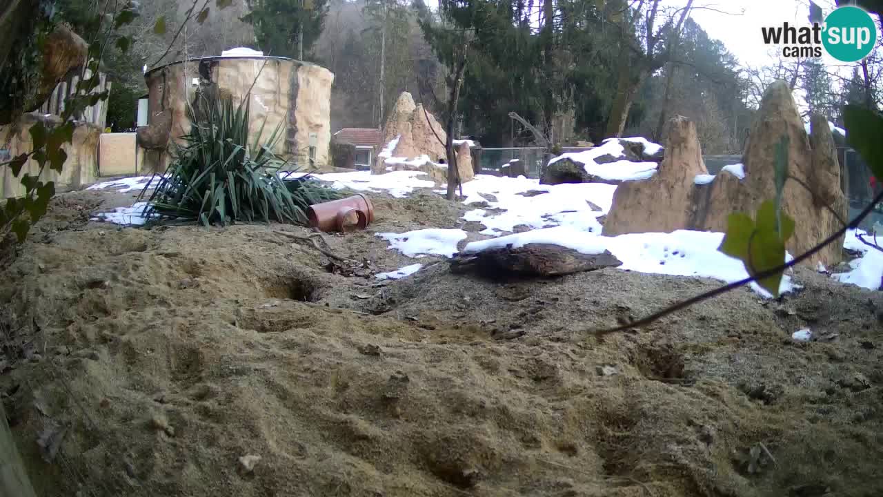 Live cam Zoo Ljubljana – Erdmännchen