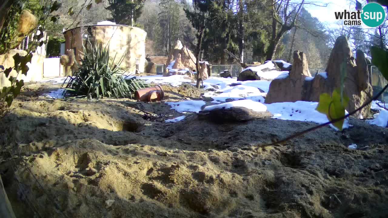 Webcam live Zoo Ljubljana – Suricata