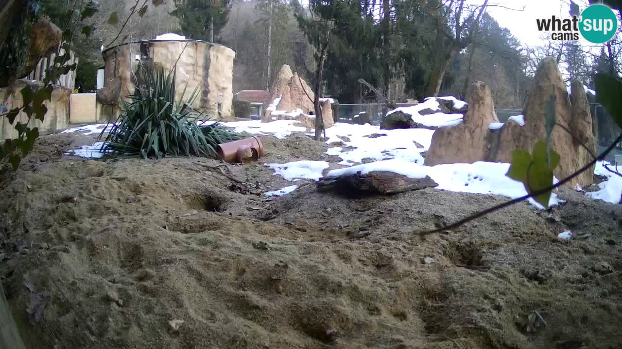 Webcam Zoo Ljubljana – Suricate