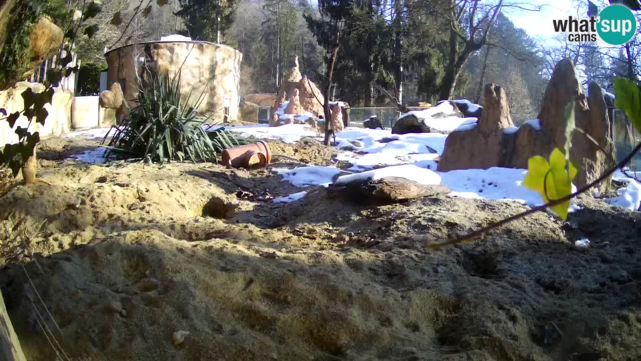 Zoo Ljubljana – Live webcam Meerkat (Suricata)