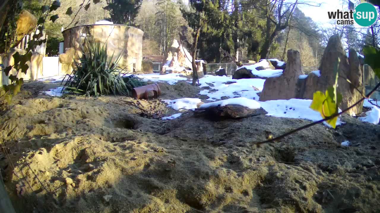 Live cam Zoo Ljubljana – Erdmännchen