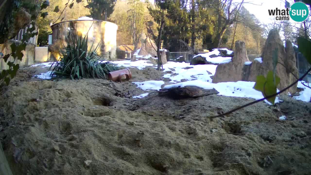 Zoo Ljubljana – Live webcam Meerkat (Suricata)