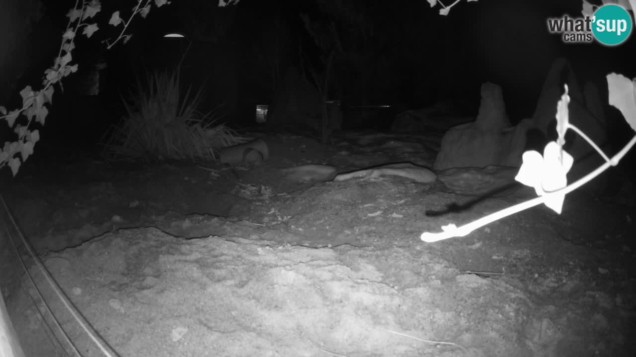 Zoo Ljubljana – Live webcam Meerkat (Suricata)