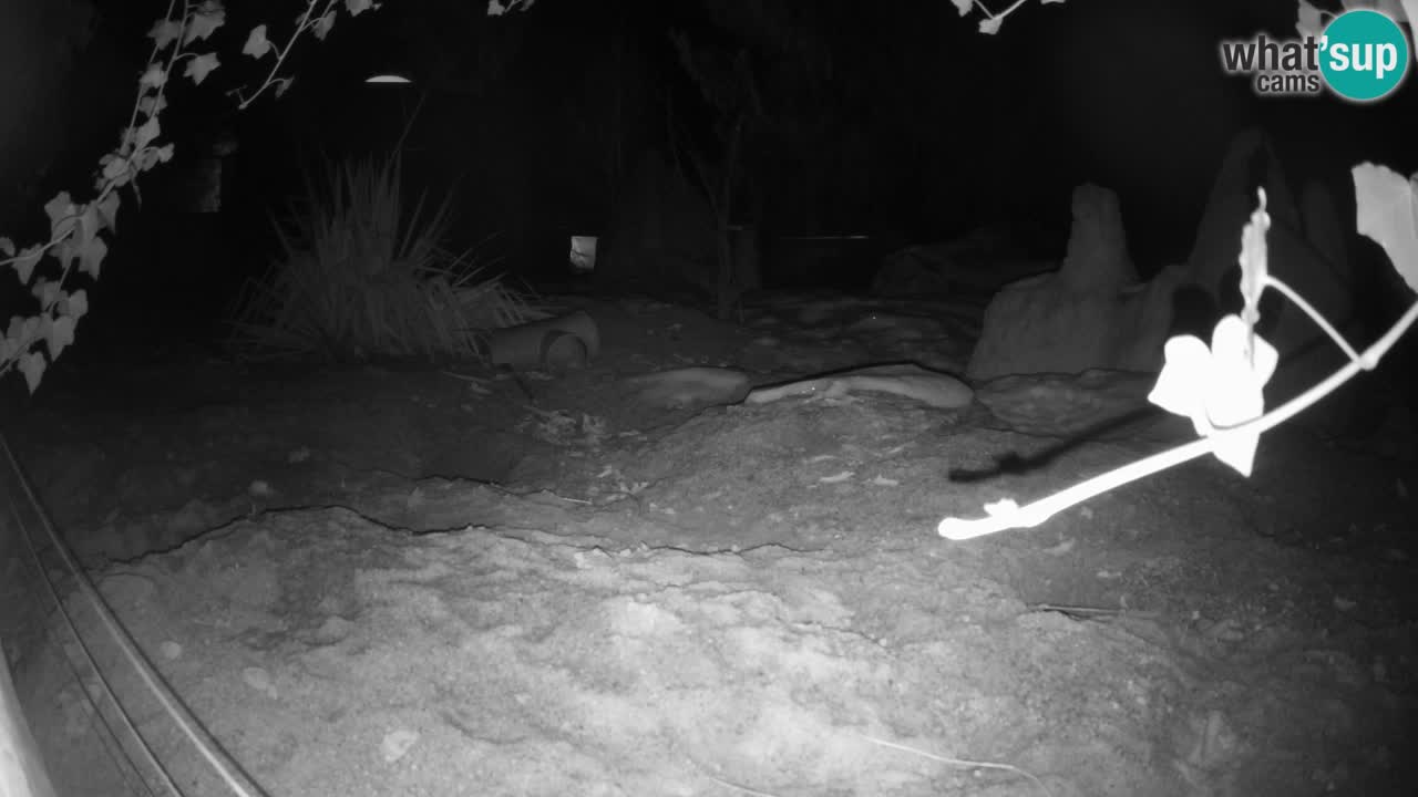 Zoo Ljubljana – Live webcam Meerkat (Suricata)