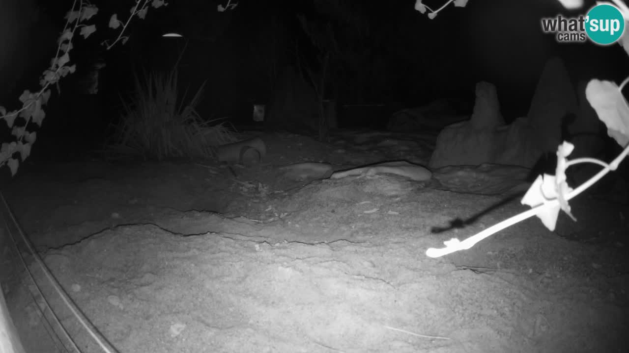 Zoo Ljubljana – Live webcam Meerkat (Suricata)