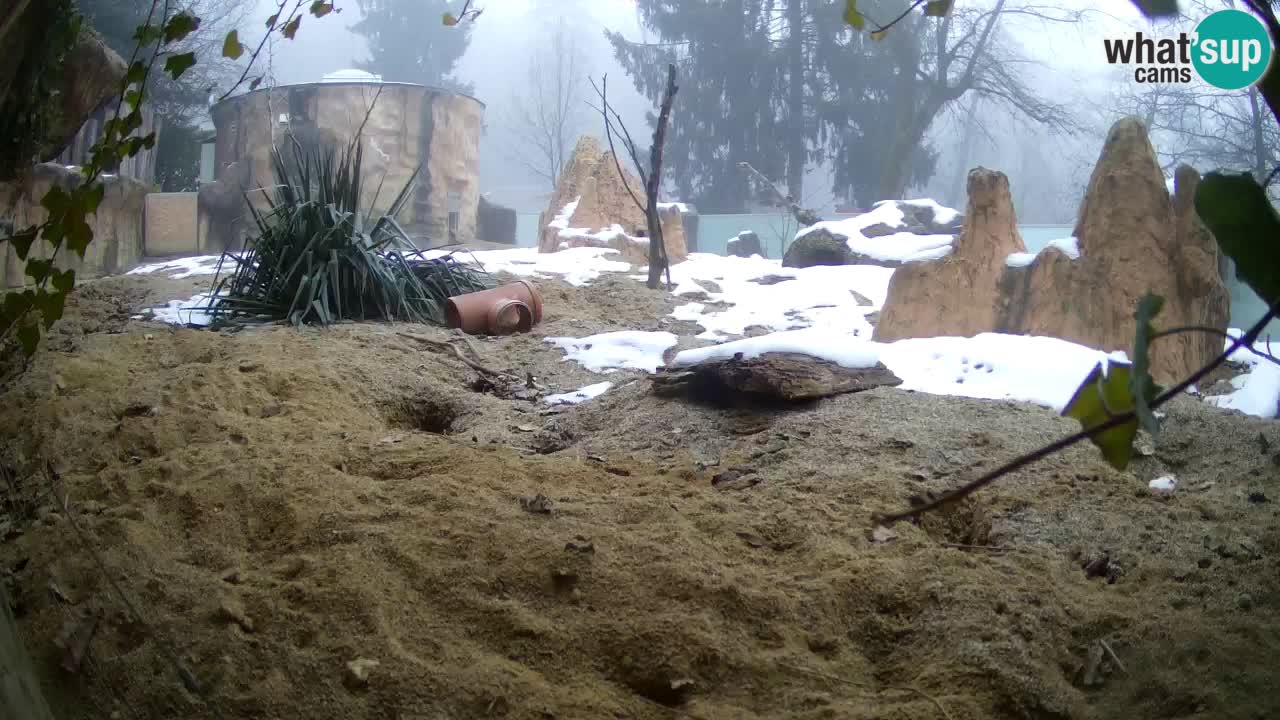 Live cam Zoo Ljubljana – Erdmännchen