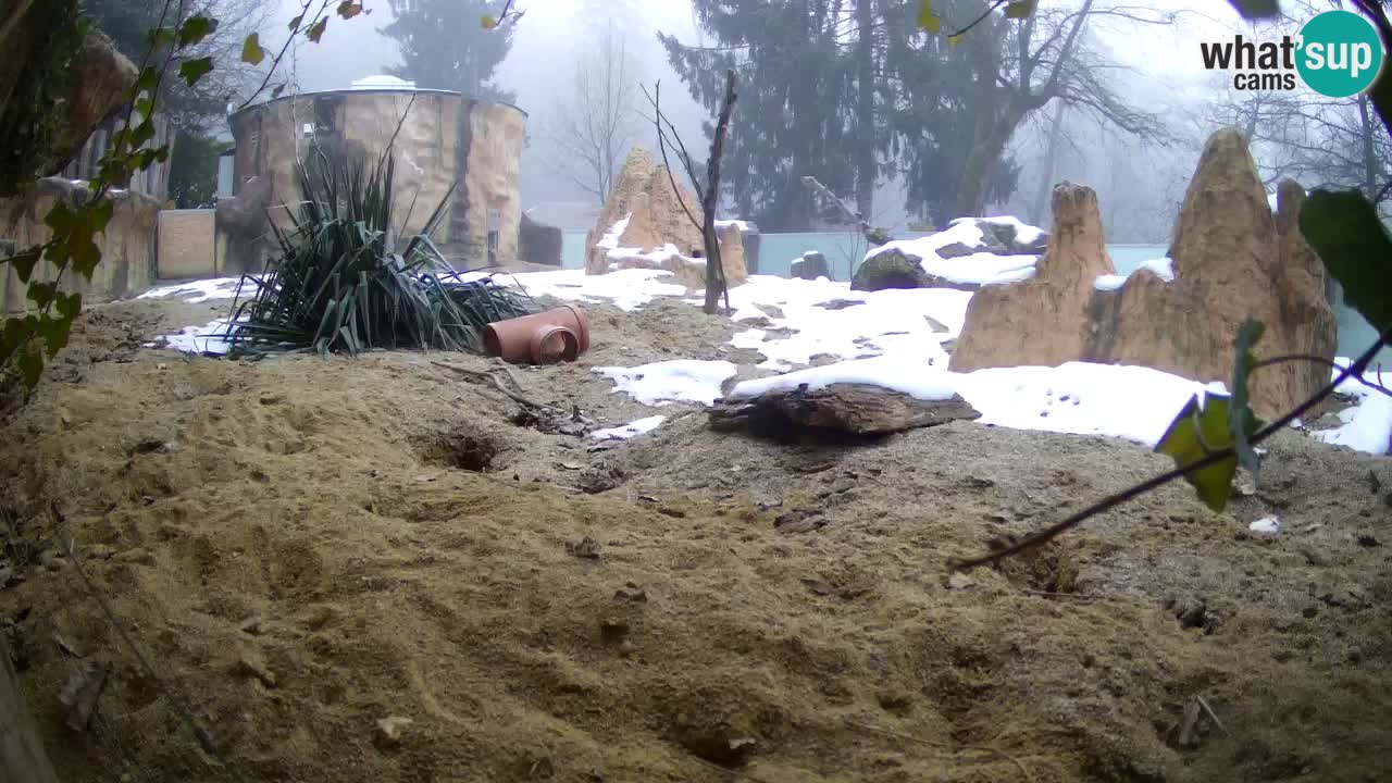 Zoo Ljubljana – Meerkat (Suricata)