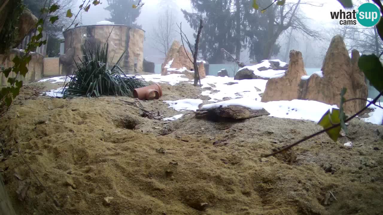 Webcam Zoo Ljubljana – Suricate