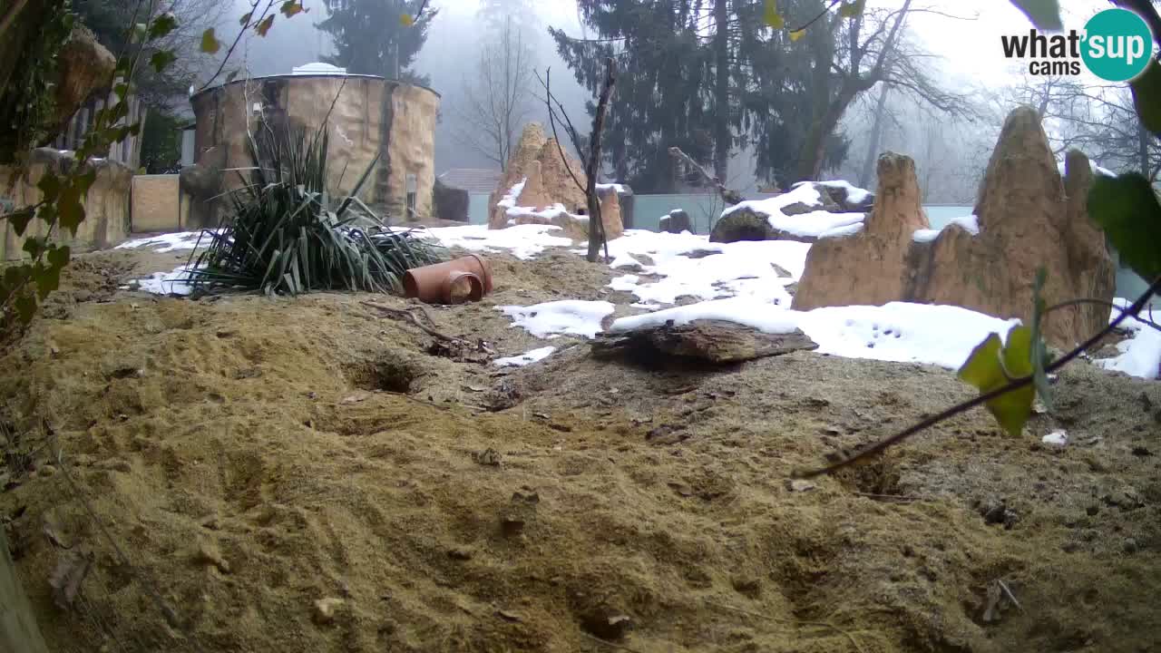 Webcam Zoo Ljubljana – Suricate