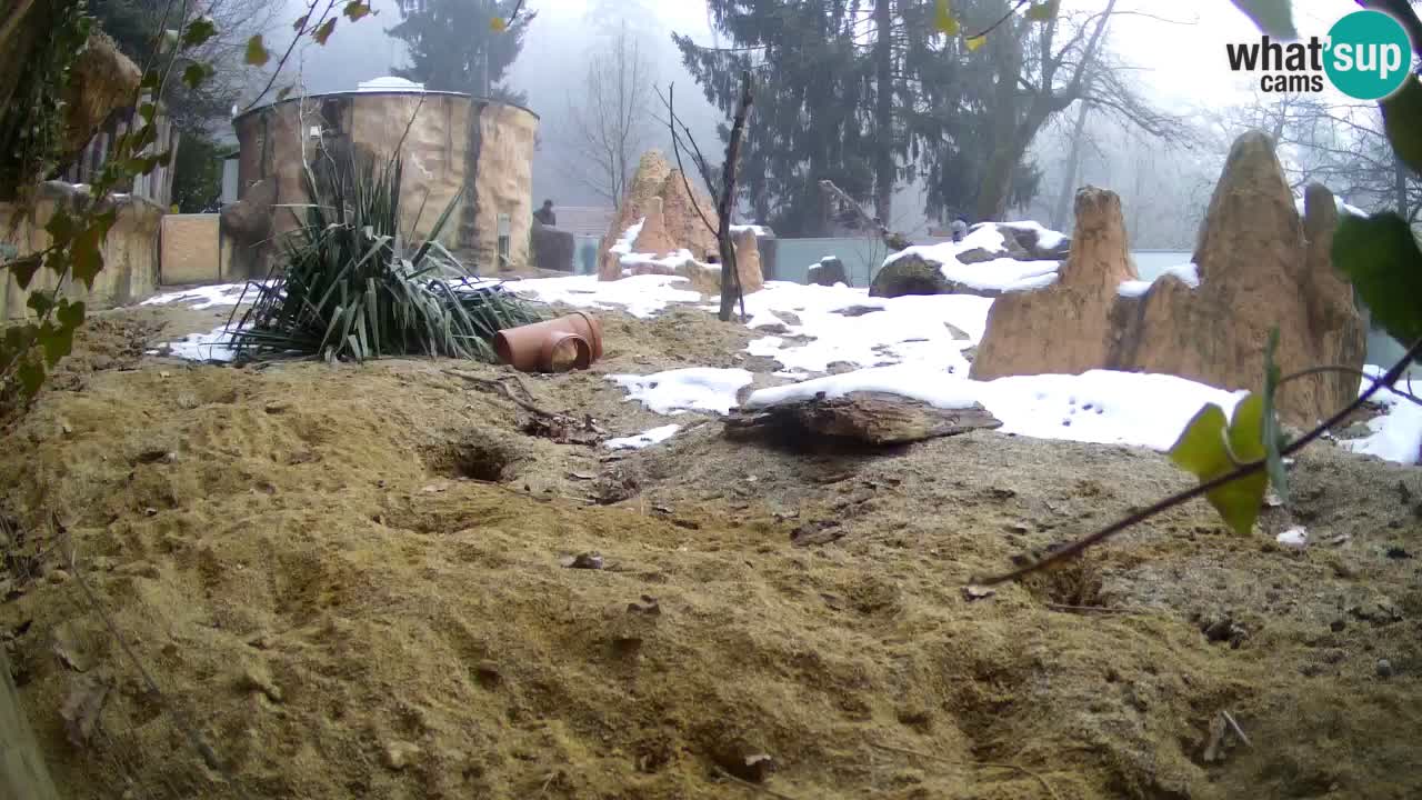 Live cam Zoo Ljubljana – Erdmännchen