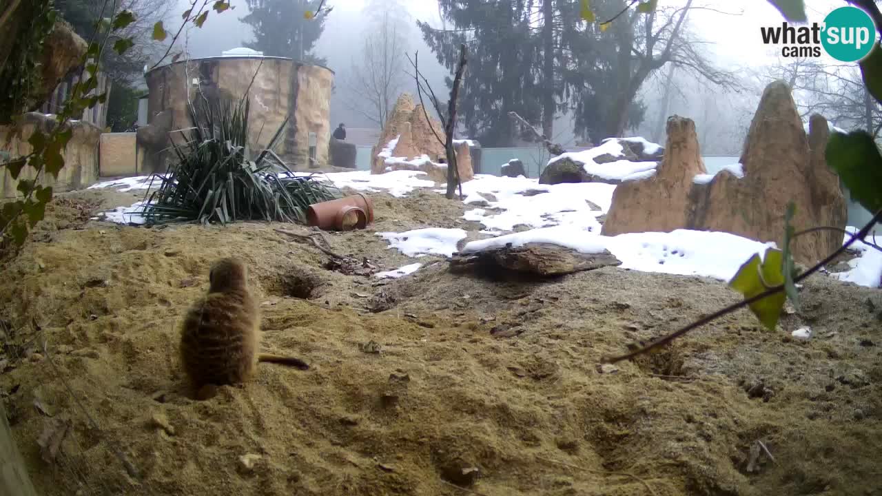 Webcam live Zoo Ljubljana – Suricata