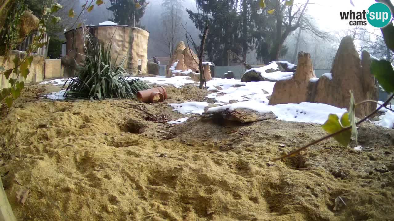 Webcam live Zoo Ljubljana – Suricata