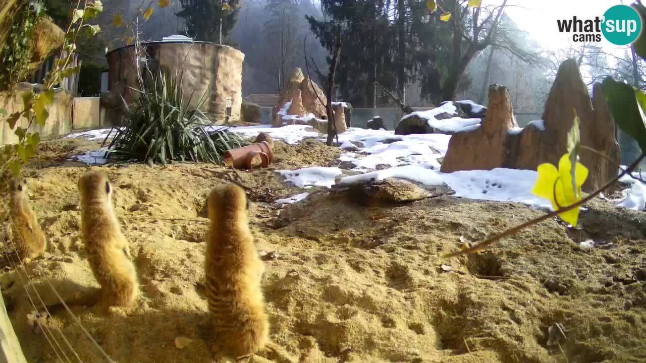 Zoo Ljubljana – Live webcam Meerkat (Suricata)