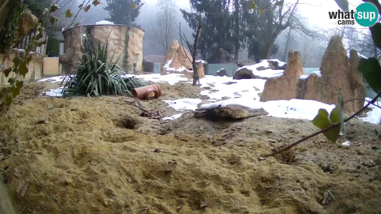 Webcam Zoo Ljubljana – Suricate