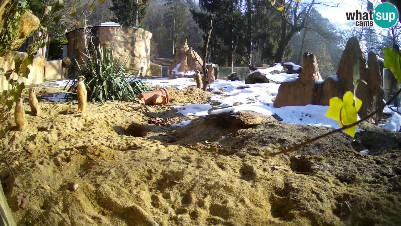 Webcam live Zoo Ljubljana – Suricata