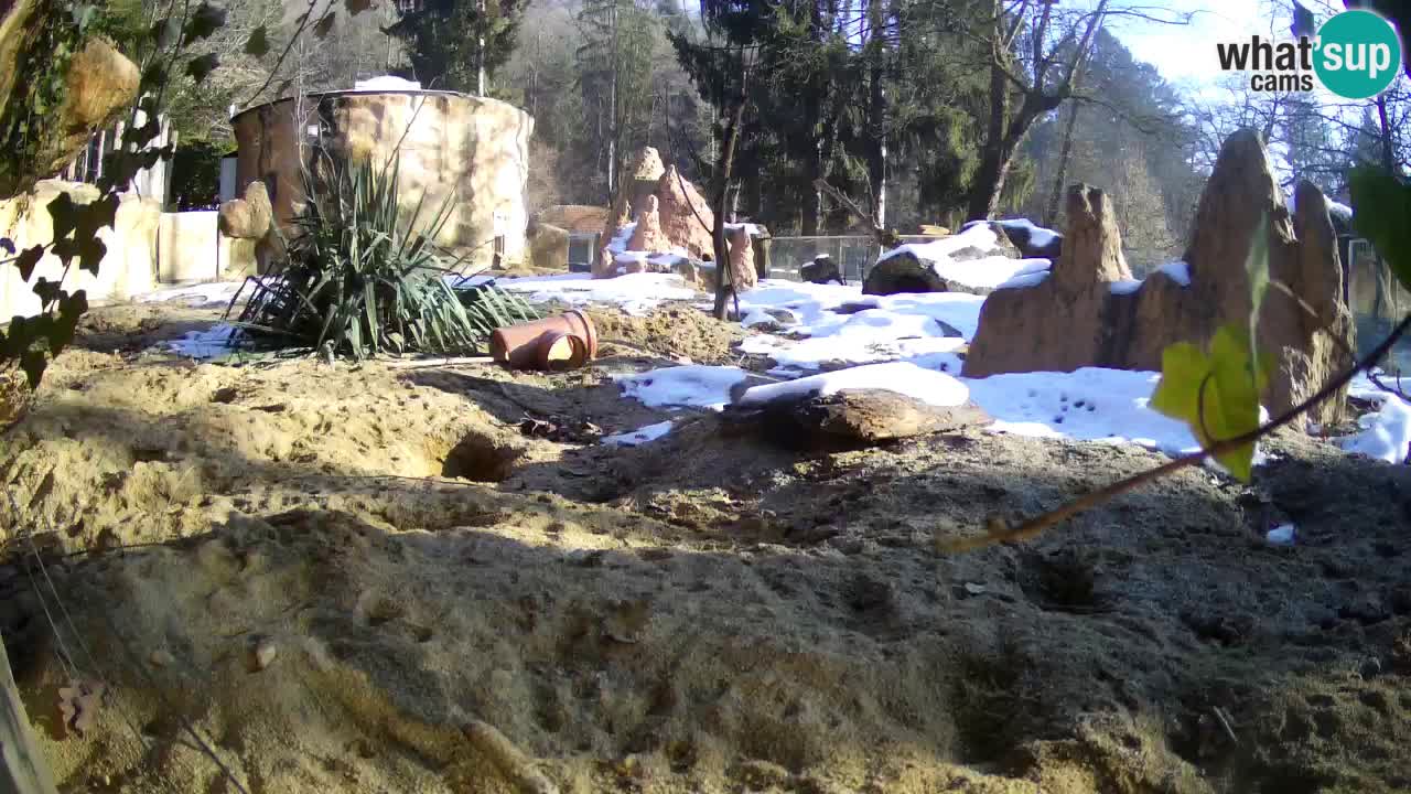 Webcam Zoo Ljubljana – Suricate