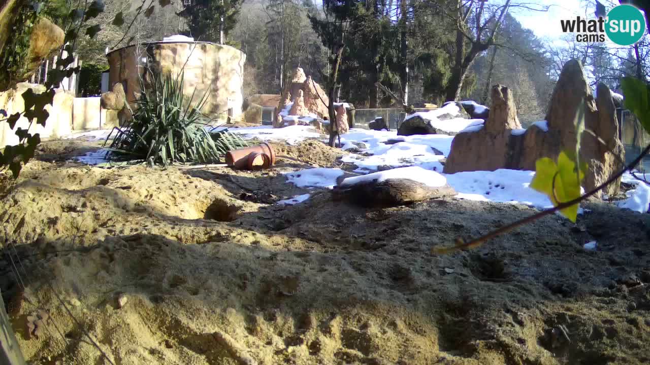 Zoo Ljubljana – Live webcam Meerkat (Suricata)