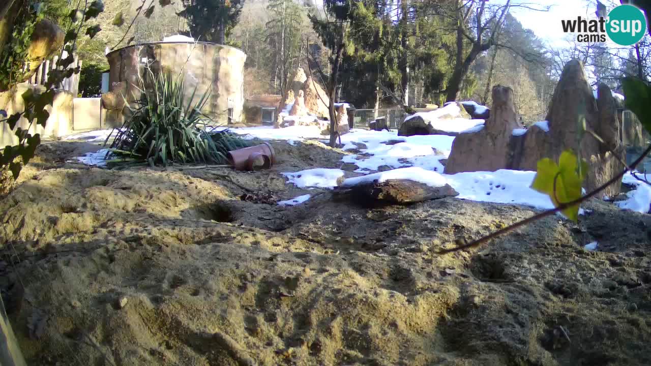 Live cam Zoo Ljubljana – Erdmännchen