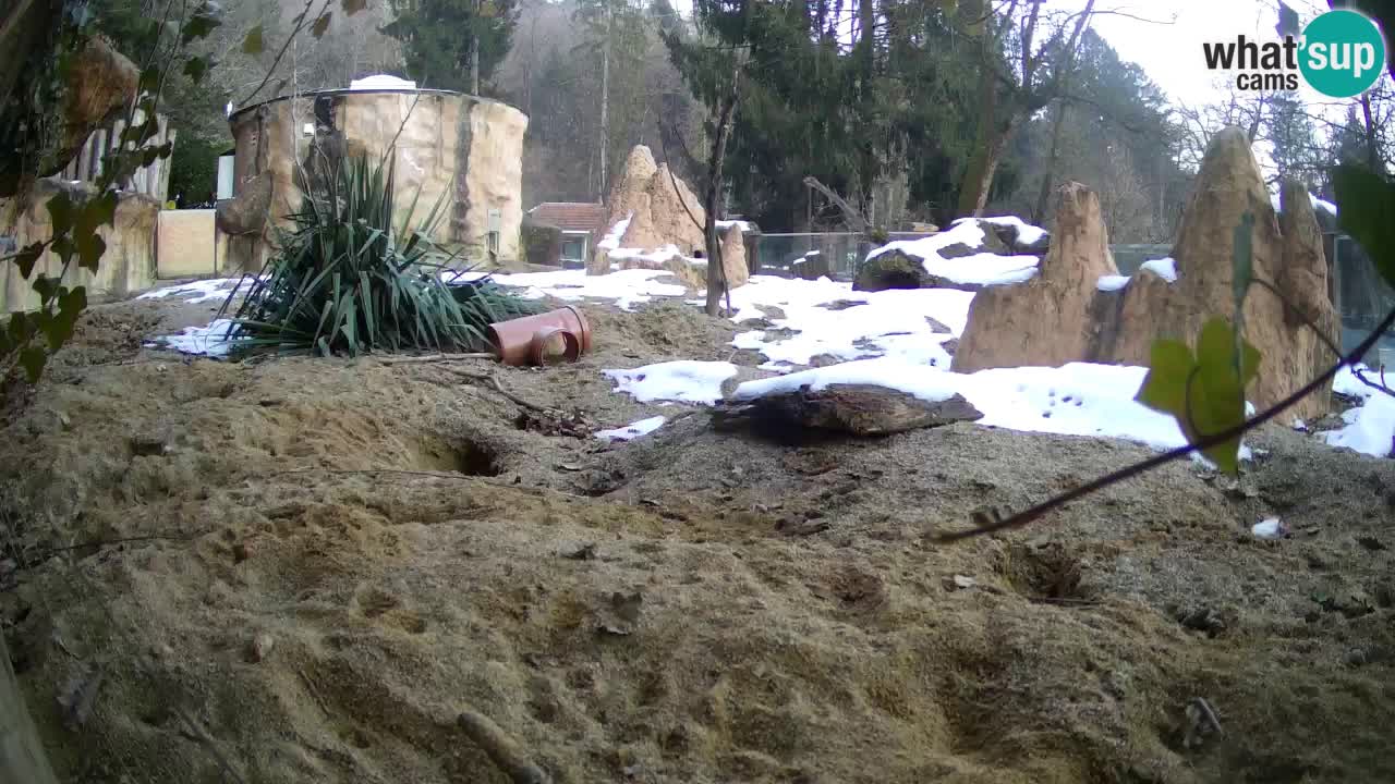 Zoo Ljubljana – Live webcam Meerkat (Suricata)