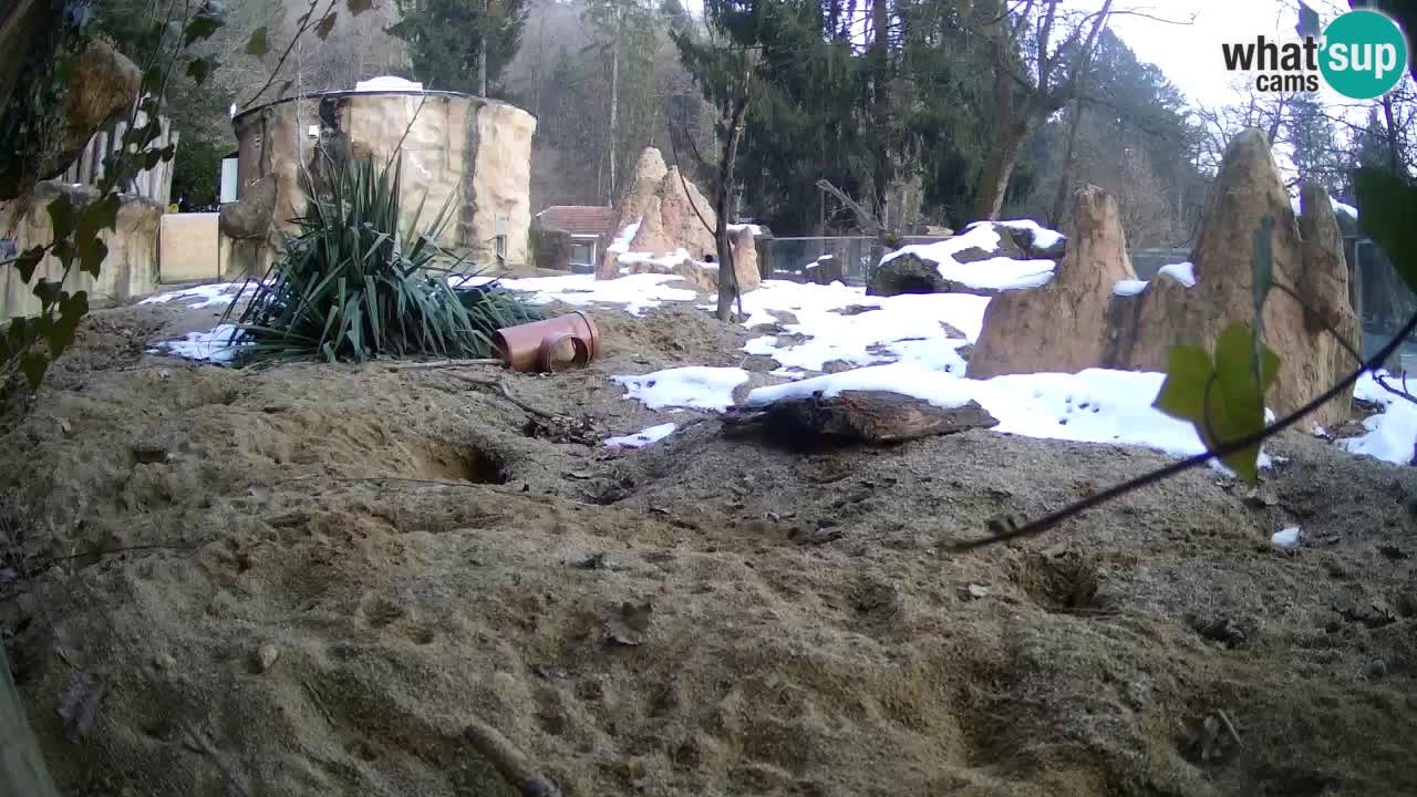 Live cam Zoo Ljubljana – Erdmännchen