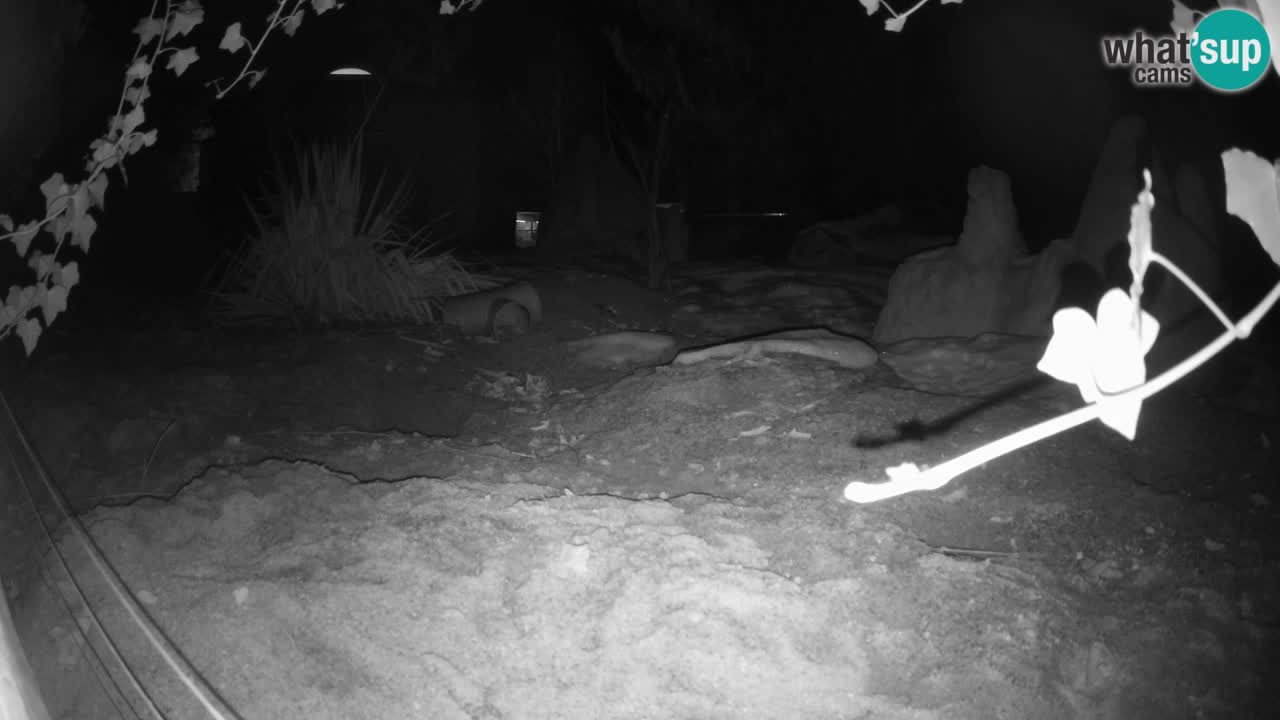 Zoo Ljubljana – Live webcam Meerkat (Suricata)