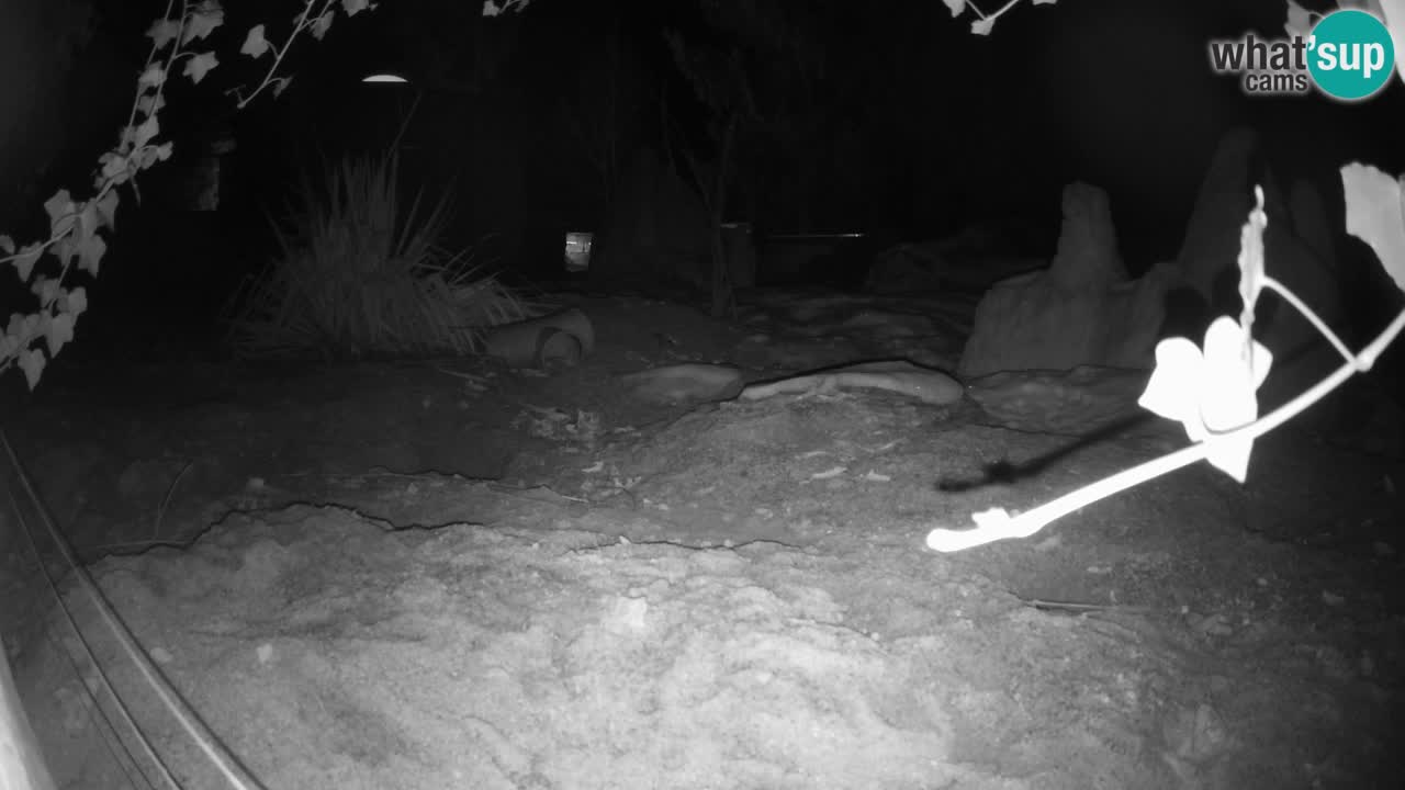 Zoo Ljubljana – Live webcam Meerkat (Suricata)