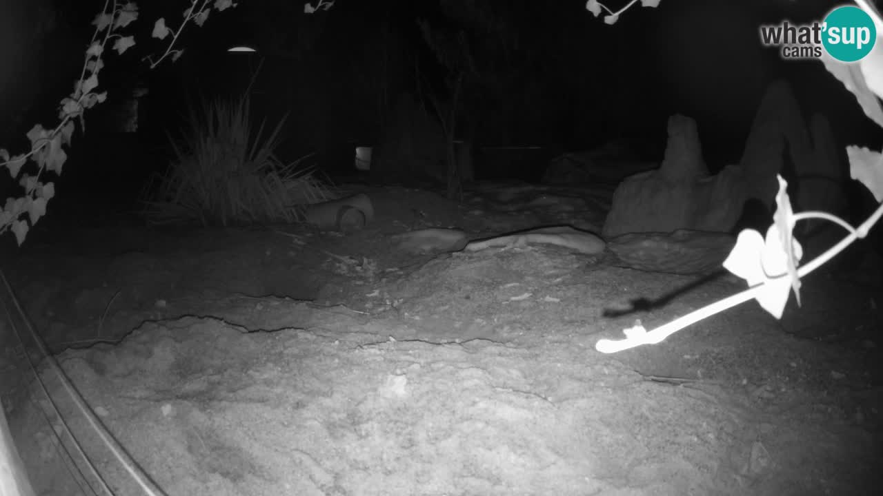 Zoo Ljubljana – Live webcam Meerkat (Suricata)