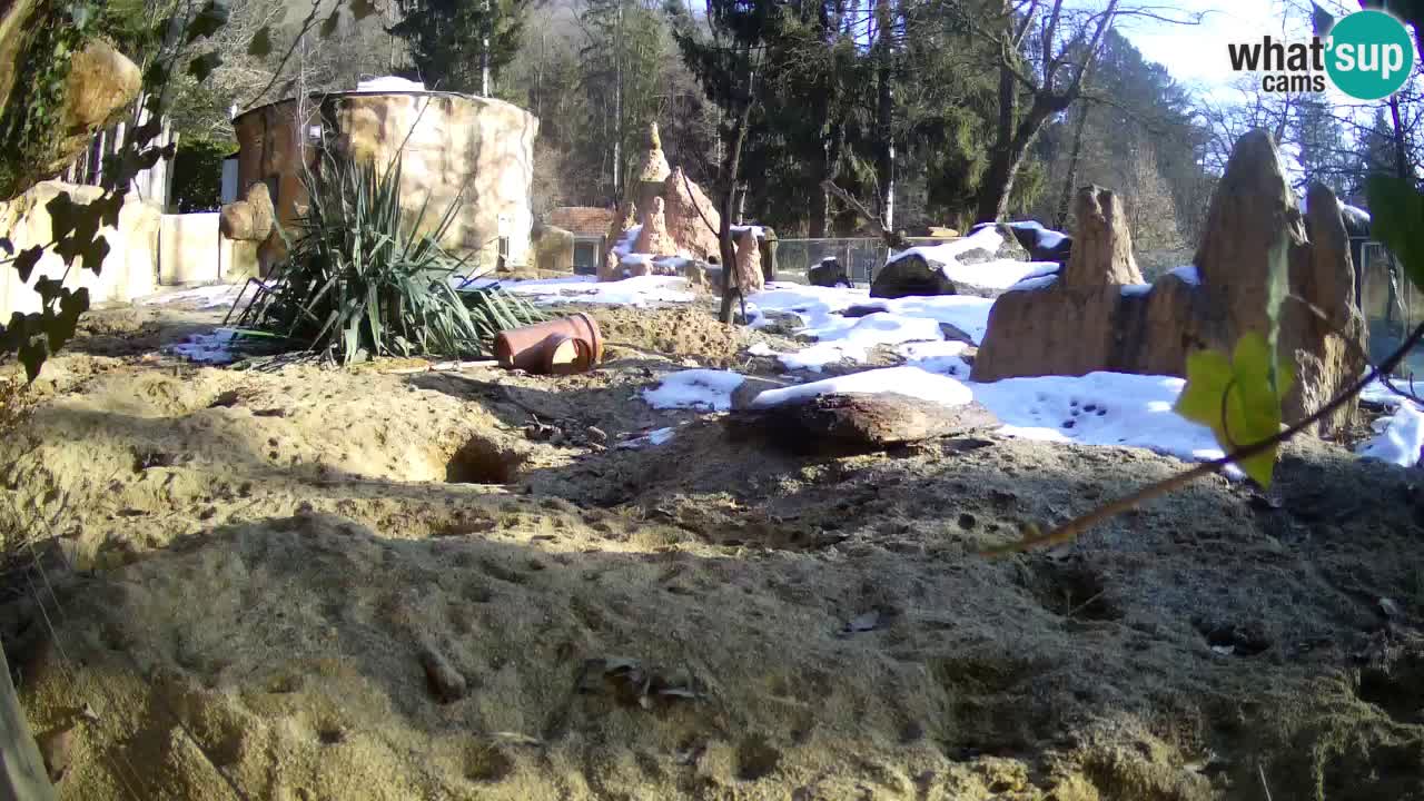 Zoo Ljubljana – Live webcam Meerkat (Suricata)