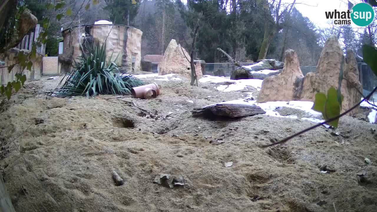 Live cam Zoo Ljubljana – Erdmännchen